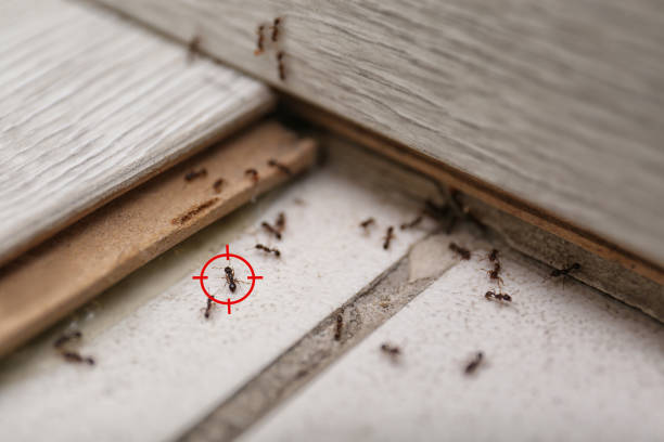 Best Cockroach Control Services  in New Whiteland, IN