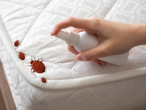 Best Wasp Removal Services  in New Whiteland, IN